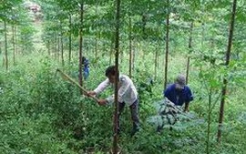 Tăng cường kiểm tra xử lý vi phạm về bảo vệ, khai thác rừng